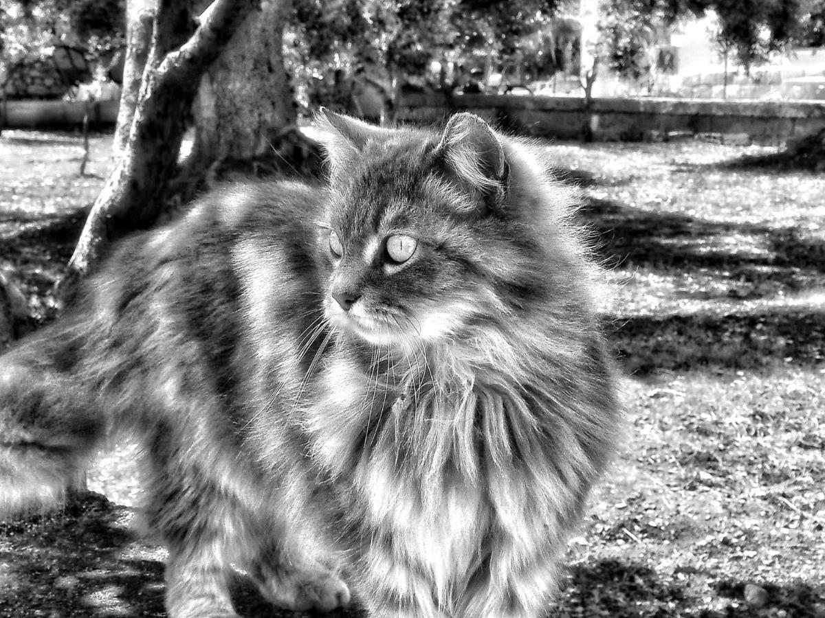 La Cummersa Del Gatto Locorotondo Kültér fotó